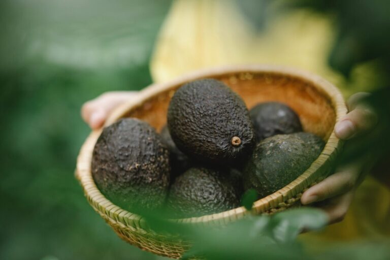 Para el empresario Luis Doporto la demanda de aguacate mexicano se mantendrá al alza.