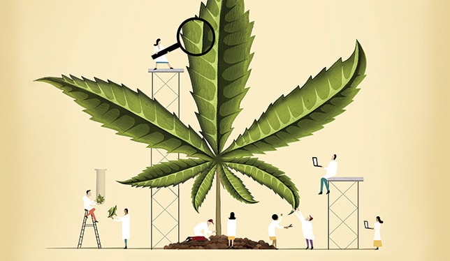 Para Luis Doporto n sn poco ls beneficios que traería consigo una industria como la del cannabis.