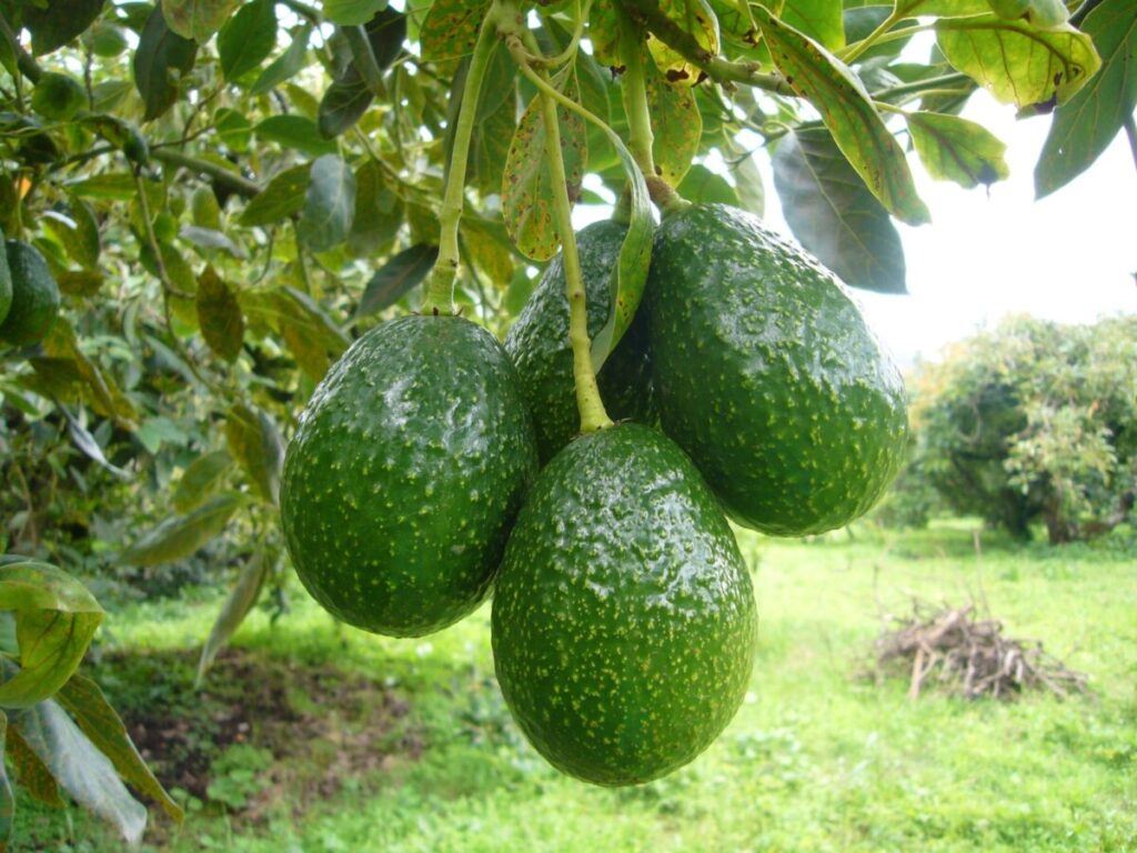 La demanda de aguacate ha aumentado en EE.UU., Asia y Europa, afirma Luis Doporto.