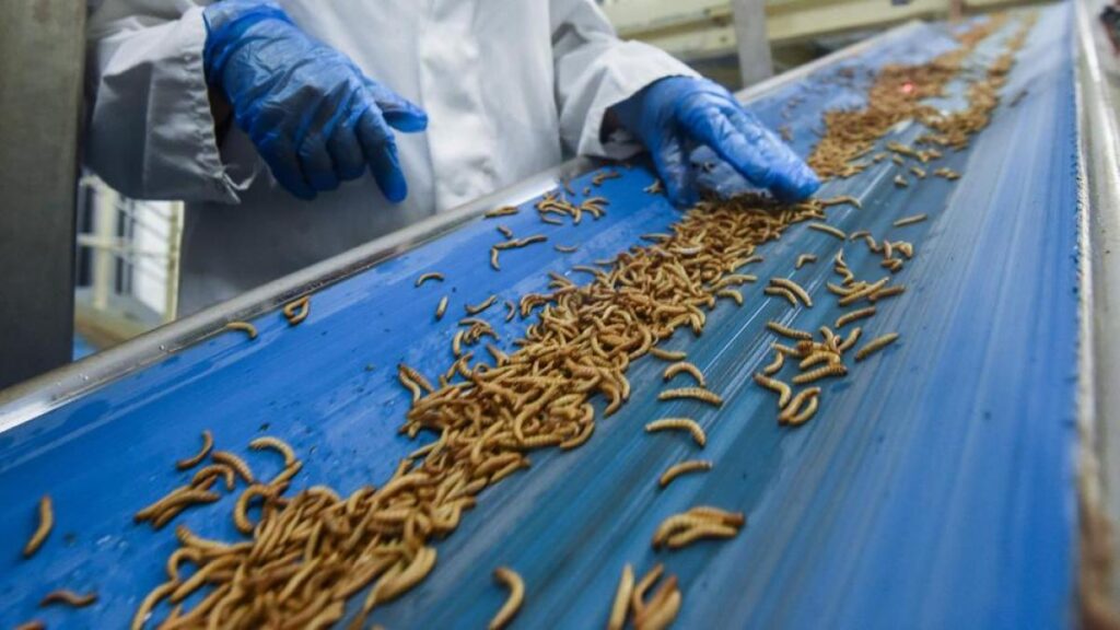 Granjas de insectos, opción para enfrentar crisis alimentaria: Corporativo Kosmos