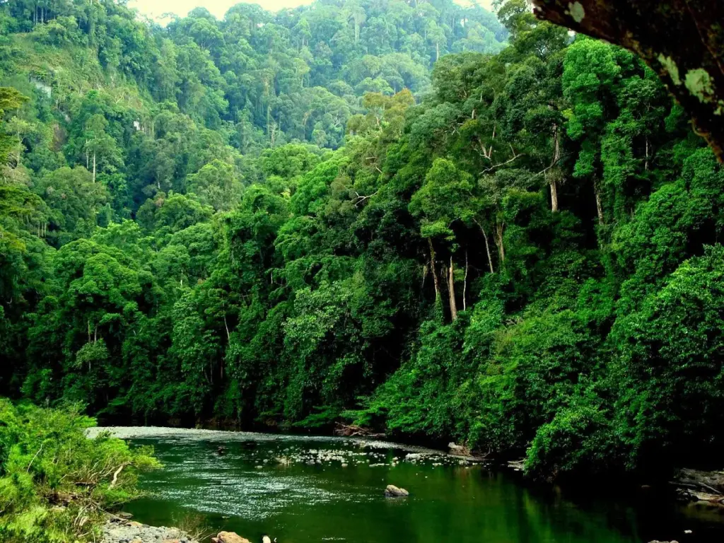 Grupo AJE: Bosques Tropicales, considerados como uno de los tesoros más valiosos de nuestro planeta