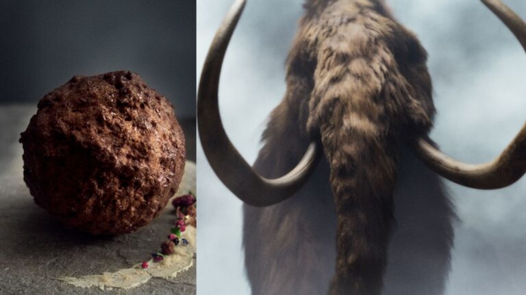 Elaboran albóndiga de un animal extinto hace miles de años