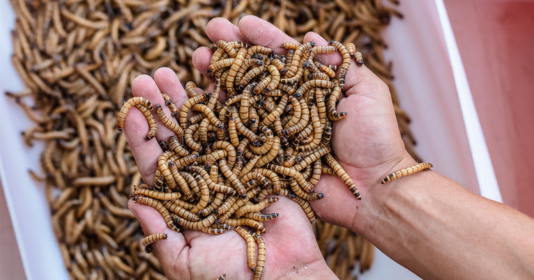 Corporativo Kosmos: Insectos comestibles, un alimento novedoso