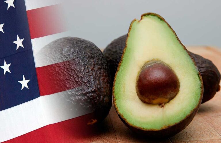 Luis Doporto, destaca que la eficiente logística y la calidad del producto mexicano reflejan la demanda sostenida durante eventos y celebraciones.