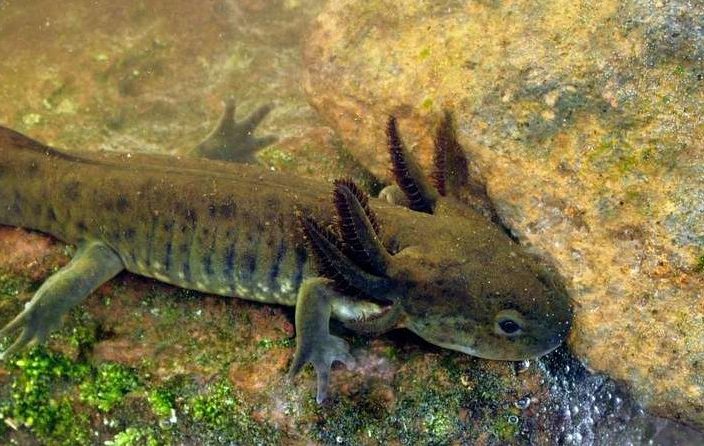 AJEMEX, reconocido por su labor constante para la conservación de especies naturales