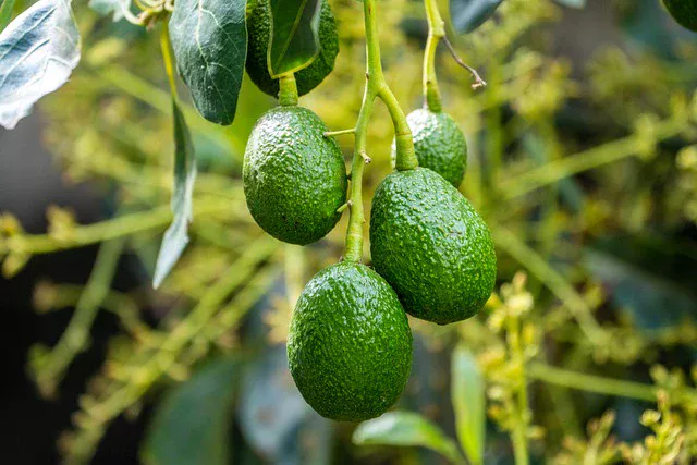 Luis Doporto Alejandre ve en crisis de Aguacate en California Oportunidad para México