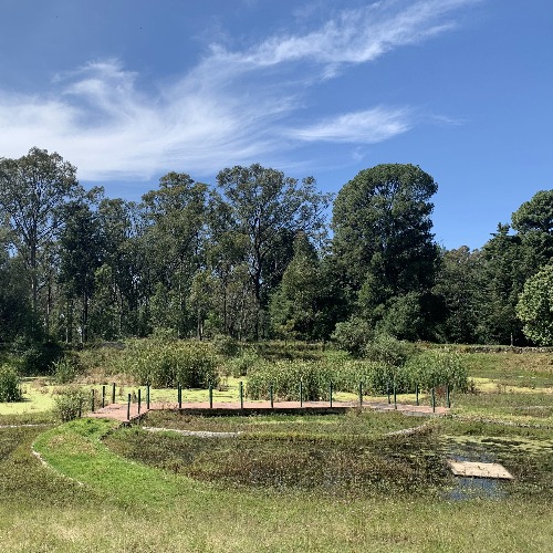 Amayu, apoyará a la conservación del ajolote de la mano de Villa Atl