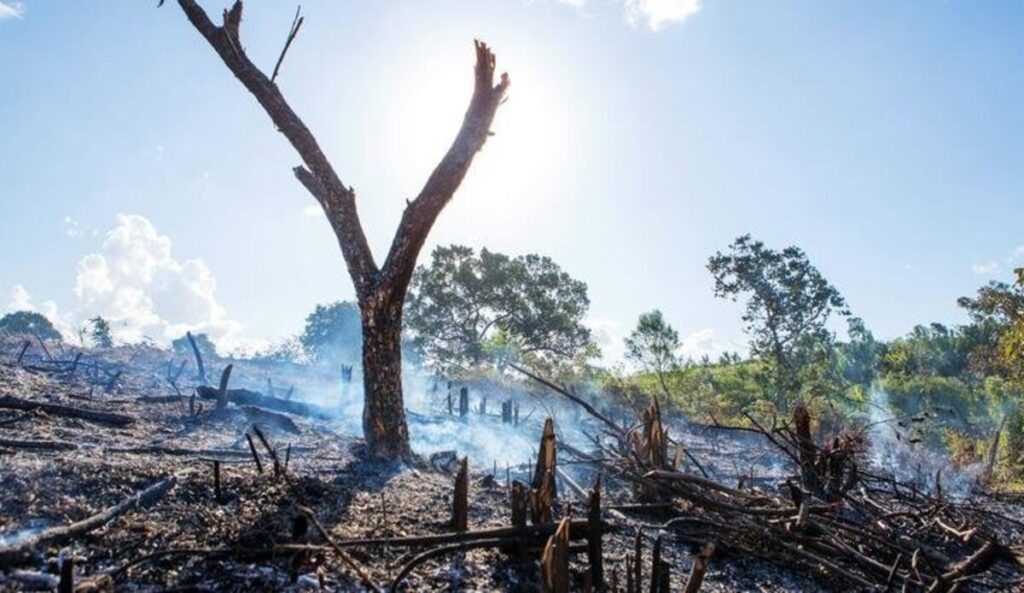 Grupo AJE implementa acciones contra la deforestación tropical