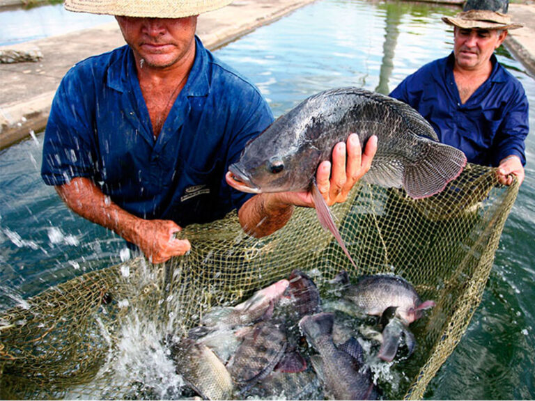 Pesca en Veracruz impulsa economía: Román Corrons Chávez