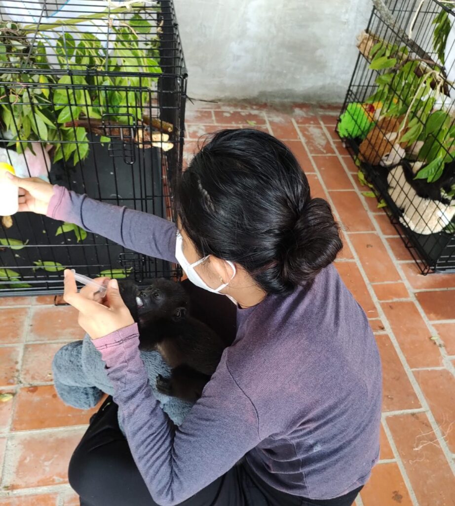 AJEMEX impulsa salvar mono aullador del Usumacinta