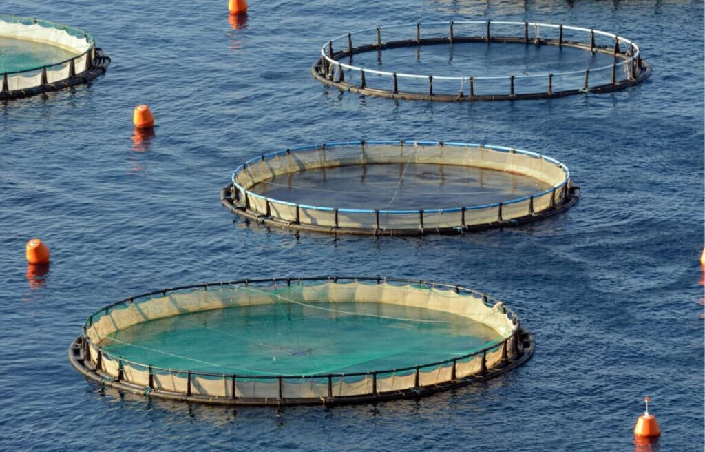 Acuicultura sostenible en Baja California favorece el desarrollo: Daniel Madariaga Barrilado