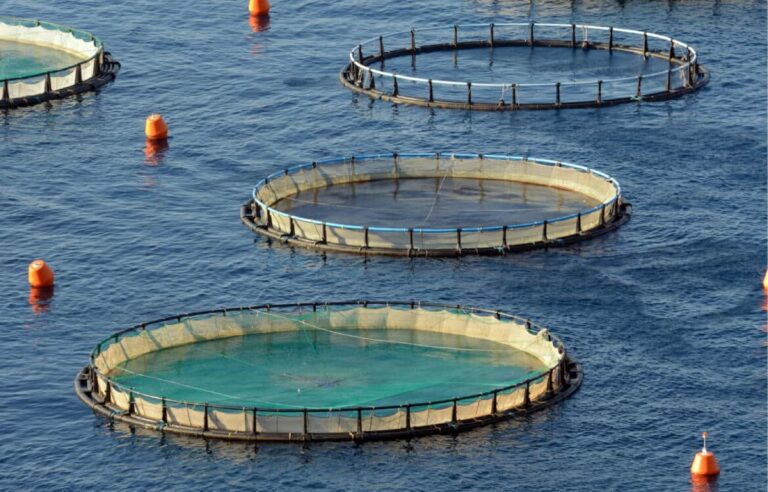 Acuicultura sostenible en Baja California favorece el desarrollo: Daniel Madariaga Barrilado