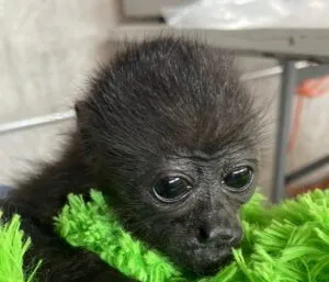 AJEMEX promueve la conservación del mono aullador