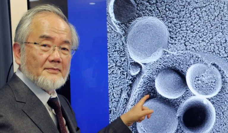Autofagia: el “reciclaje celular” que le dio a Yoshinori Ohsumi el Nobel de Medicina