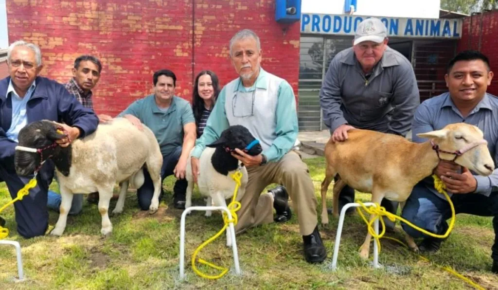 Científicos de la UAM logran la primera clonación de un borrego en México: un avance histórico en biotecnología