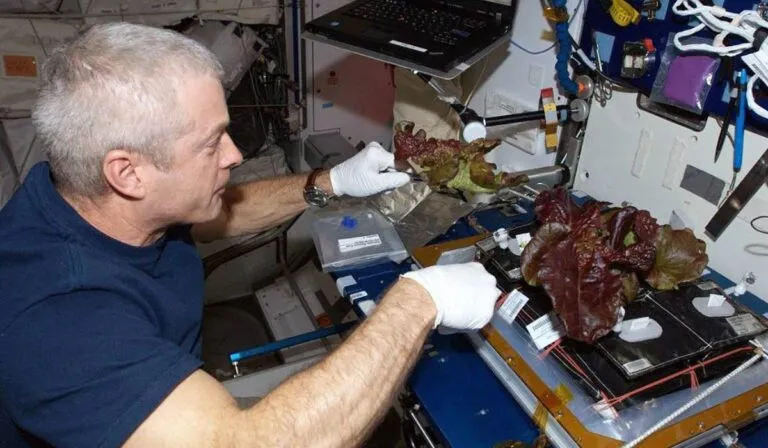 La NASA cultiva lechugas en el espacio... pero descubre un gran obstáculo para llegar a Marte