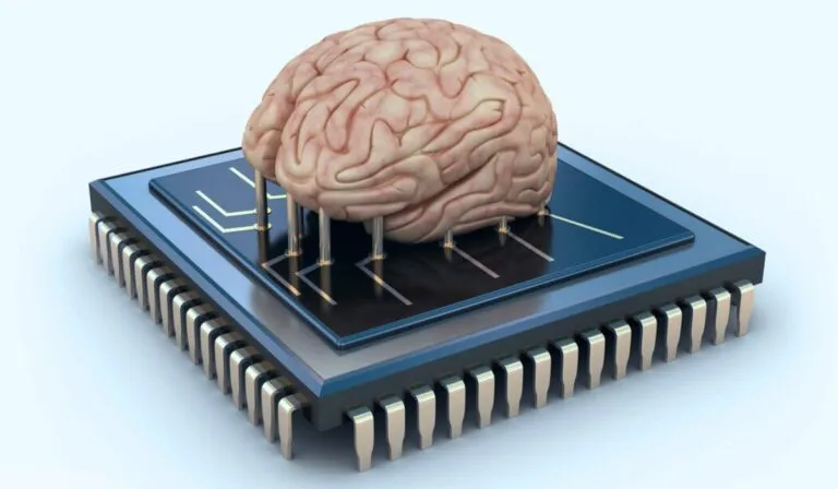 Minicerebros humanos: cuando la ciencia ficción se vuelve realidad