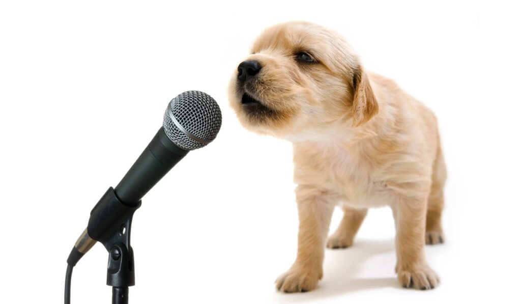 ¿Y si los perros pudieran hablar? Científicos analizan si es posible