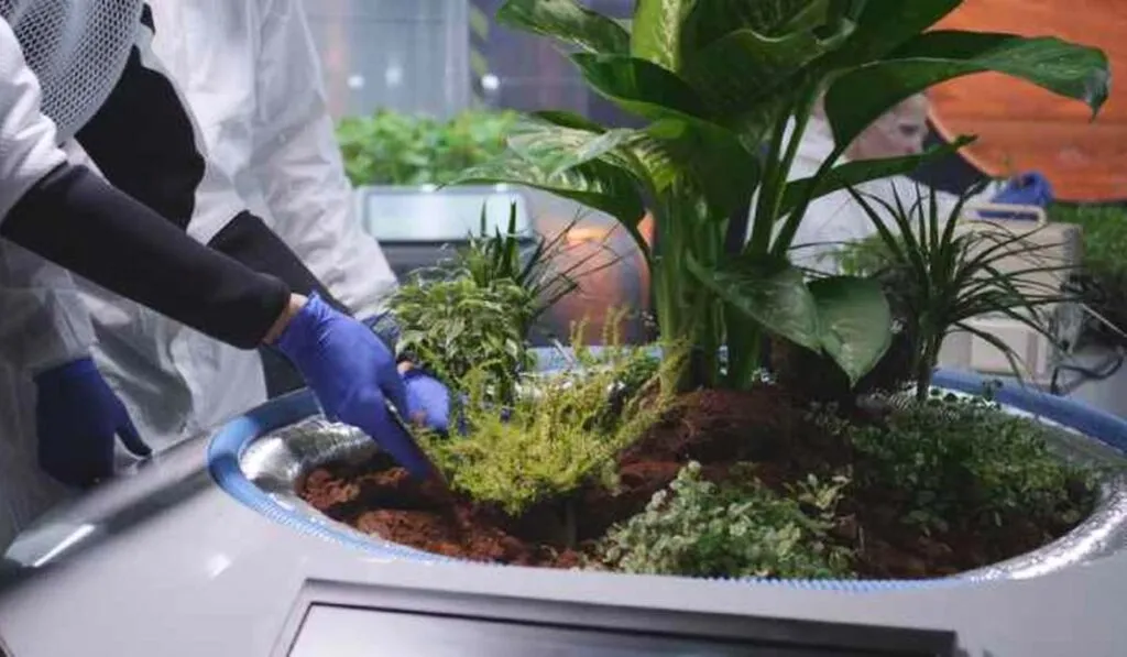 Cultivar comida en la Luna: científicos preparan el camino para llevar plantas al espacio