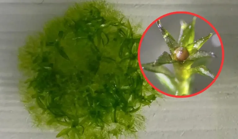 El musgo espacial: las diminutas esporas que sobrevivieron nueve meses en el vacío y volvieron listas para reproducirse