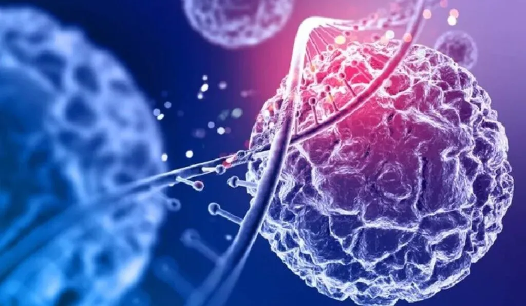 El secreto de la regeneración: no eran las células madre, era el estrés