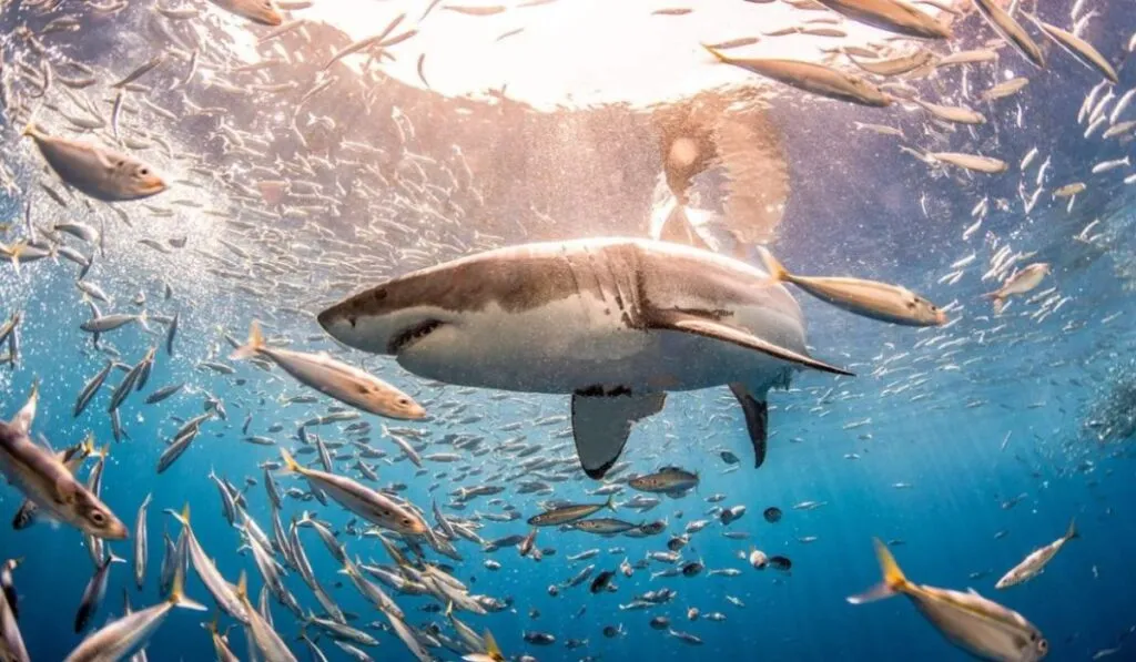 La IA mexicana que imita el sistema inmune de los tiburones: una revolución en biotecnología