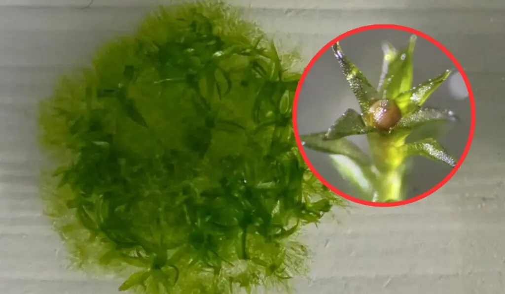 El musgo espacial: las diminutas esporas que sobrevivieron nueve meses en el vacío y volvieron listas para reproducirse