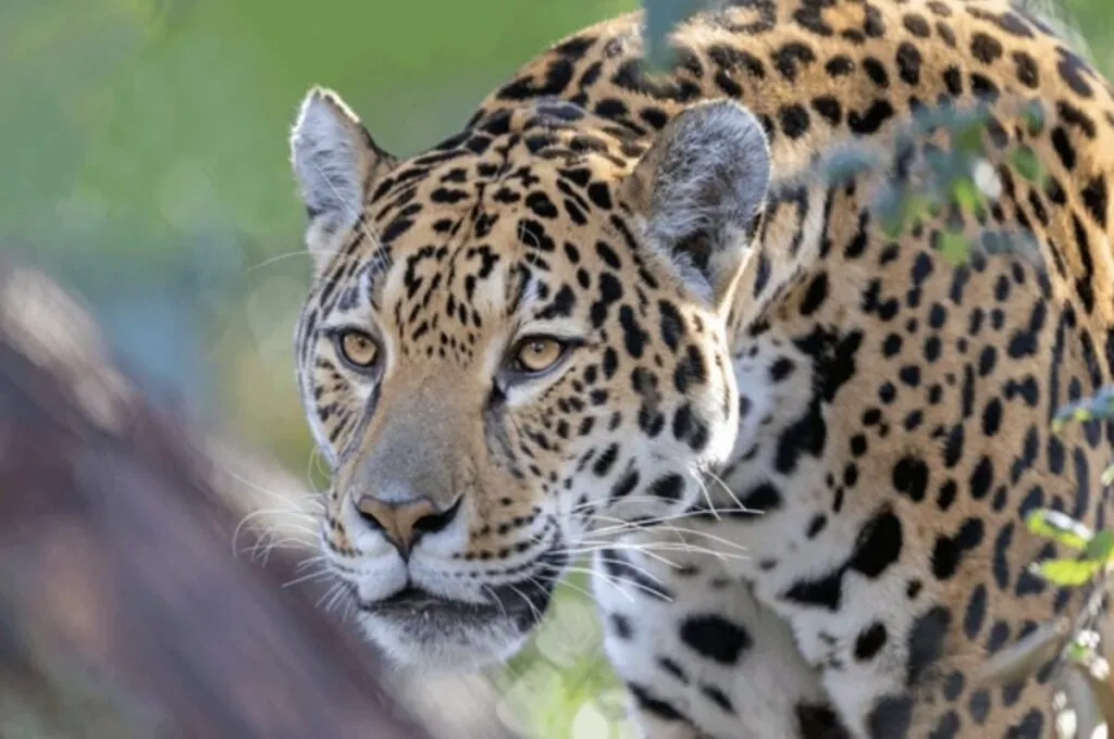 conservación del jaguar mexicano apoyada por AJEMEX.