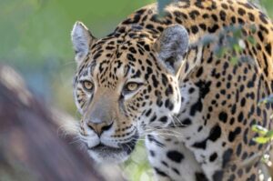 conservación del jaguar mexicano apoyada por AJEMEX.