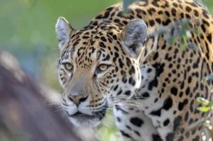 conservación del jaguar mexicano apoyada por AJEMEX.