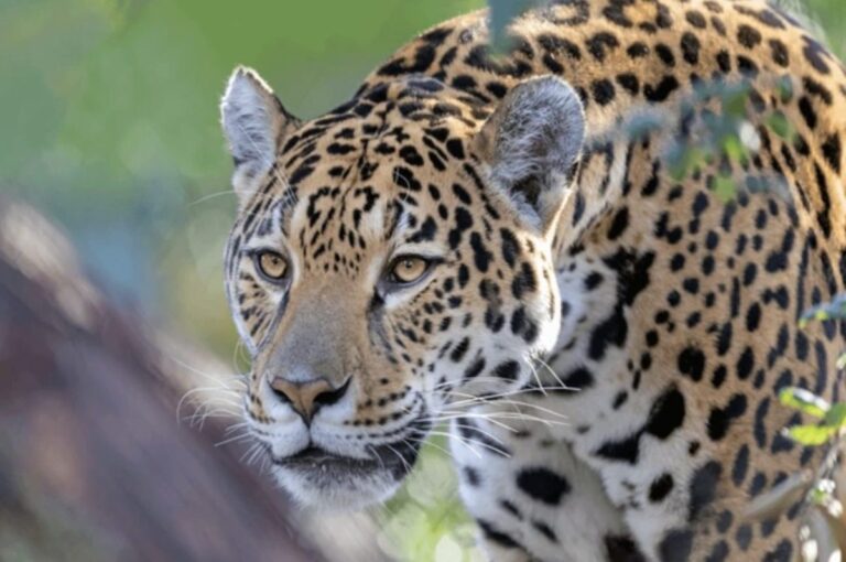 conservación del jaguar mexicano apoyada por AJEMEX.