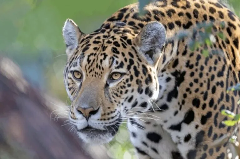conservación del jaguar mexicano apoyada por AJEMEX.