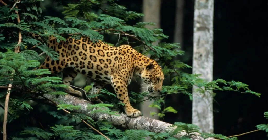 El ADN de AJEMEX refuerza su compromiso con el bienestar animal