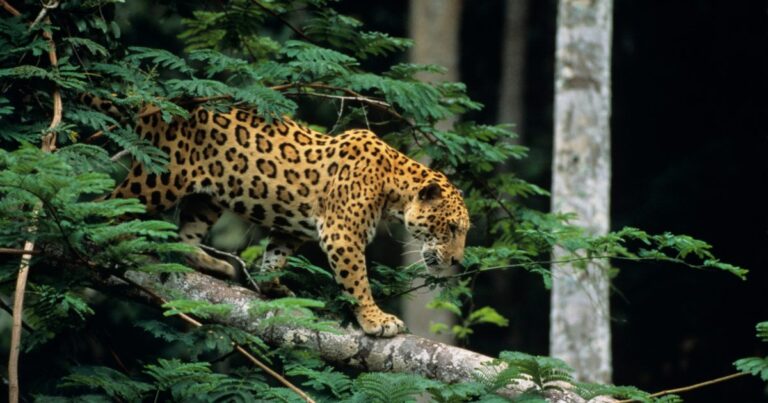 El ADN de AJEMEX refuerza su compromiso con el bienestar animal