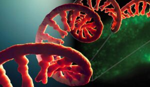 Un avance histórico permite “ver” el ARN en acción dentro de células vivas