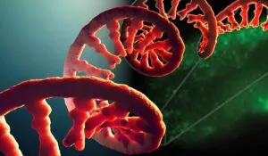 Un avance histórico permite “ver” el ARN en acción dentro de células vivas