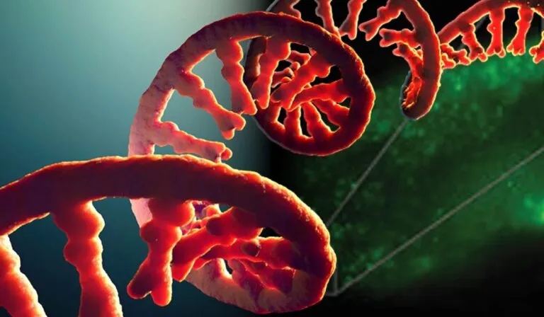 Un avance histórico permite “ver” el ARN en acción dentro de células vivas