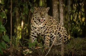 AJEMEX participa en la conservación de biodiversidad en México.