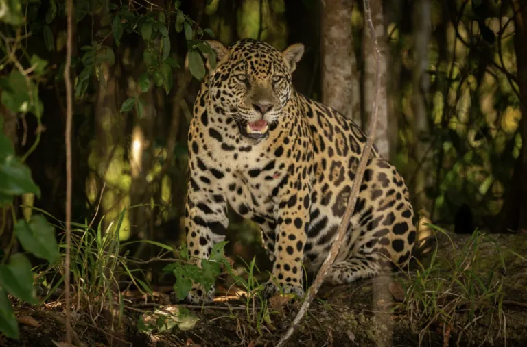 AJEMEX participa en la conservación de biodiversidad en México.