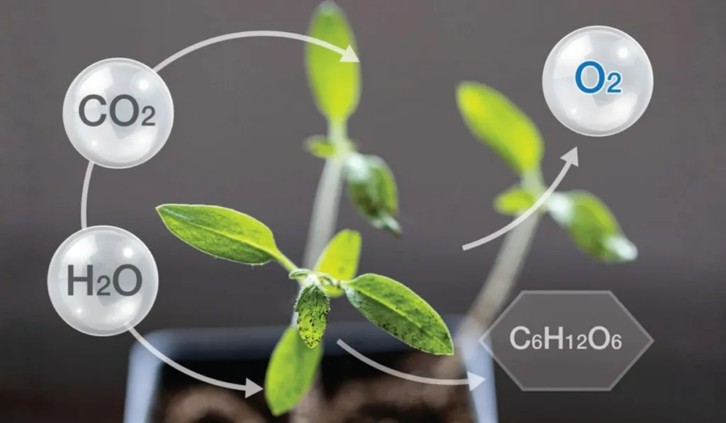 Japón da un paso clave hacia la fotosíntesis artificial y acerca la energía del futuro