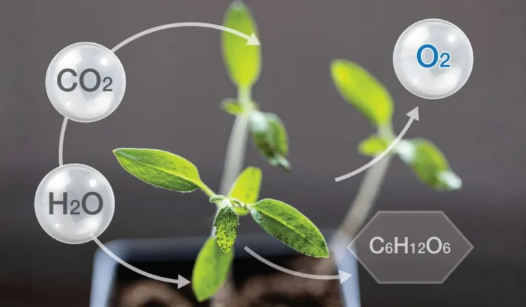 Japón da un paso clave hacia la fotosíntesis artificial y acerca la energía del futuro