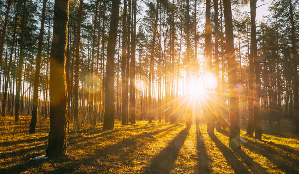 La luz del sol podría ayudar a controlar la diabetes tipo 2, según nuevo estudio
