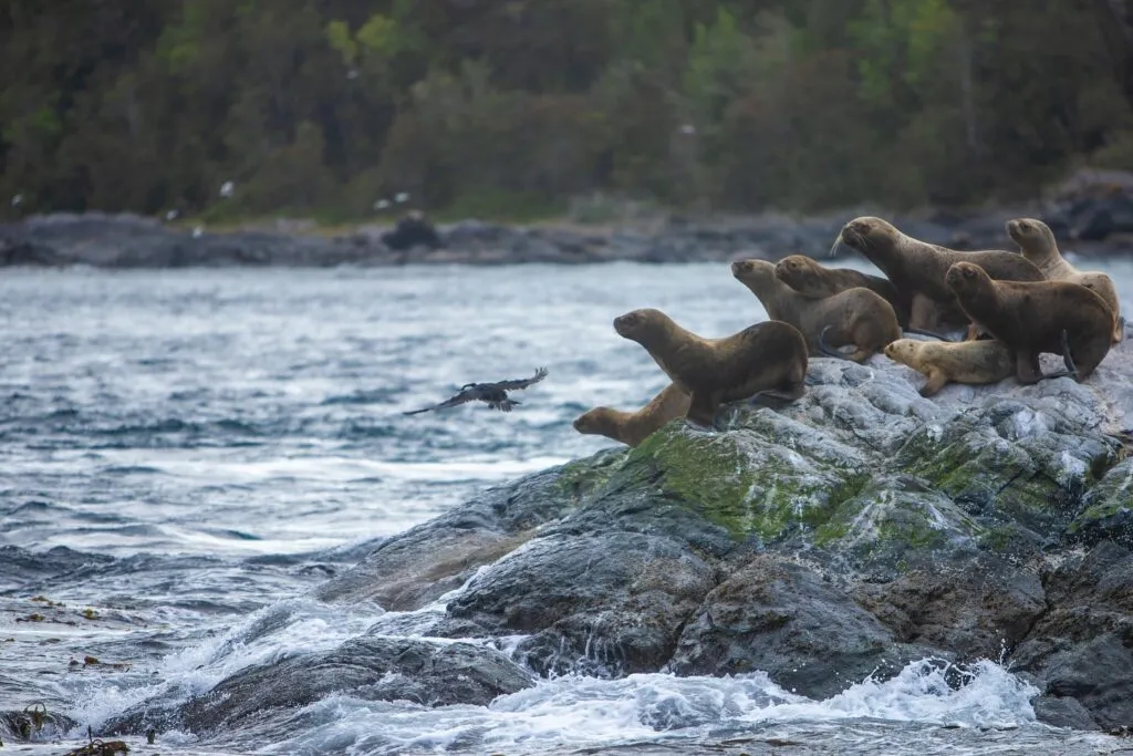 Víctor González Herrera, CEO de Farmacias Similares y presidente ejecutivo del Grupo Por Un País Mejor, lidera un nuevo proyecto en la Patagonia en Chile.