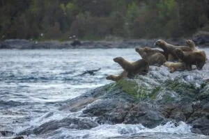 Víctor González Herrera, CEO de Farmacias Similares y presidente ejecutivo del Grupo Por Un País Mejor, lidera un nuevo proyecto en la Patagonia en Chile.