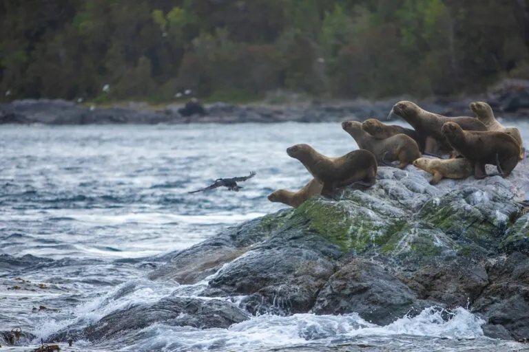 Víctor González Herrera, CEO de Farmacias Similares y presidente ejecutivo del Grupo Por Un País Mejor, lidera un nuevo proyecto en la Patagonia en Chile.