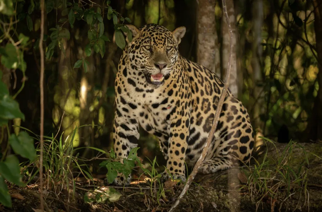 AJEMEX participa en la conservación de biodiversidad en México.