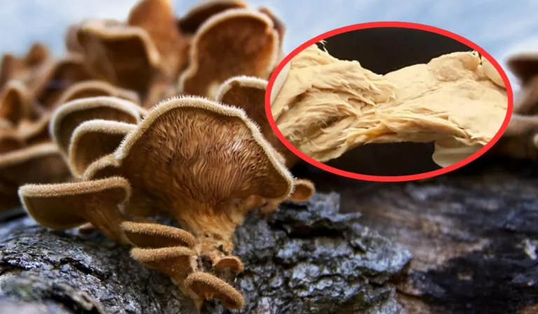 De la ciencia ficción al plato: crean un hongo con CRISPR que supera a la carne en proteína