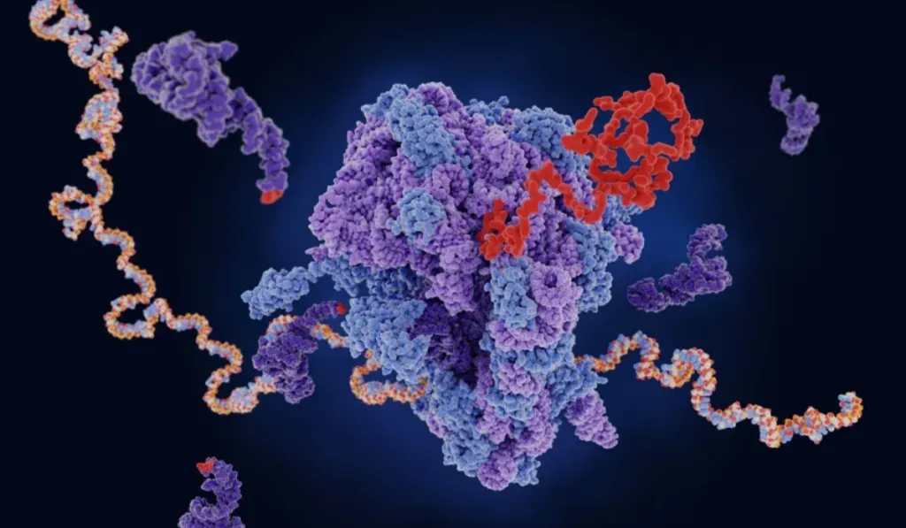 ¿Y si la base de la vida empezó como invasora? Científicos proponen un origen inesperado del ribosoma