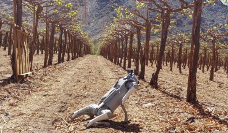 El “perro agrónomo” que camina entre cultivos y usa IA para revolucionar el campo