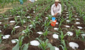 Lluvia sólida: el invento mexicano que podría cambiar la agricultura en tiempos de sequía